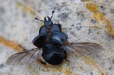 <i>Hololepta plana</i>