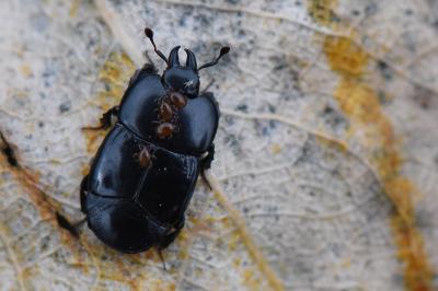 <i>Hololepta plana</i>