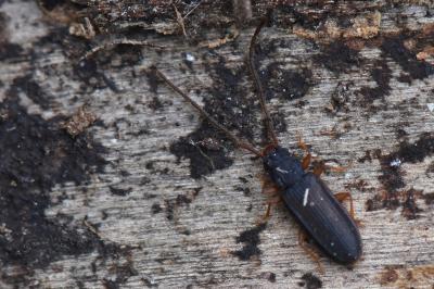 <i>Uleiota planatus</i>