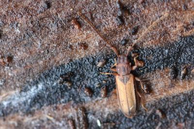 <i>Uleiota planatus</i>