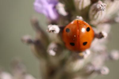 <i>Coccinella septempunctata</i>