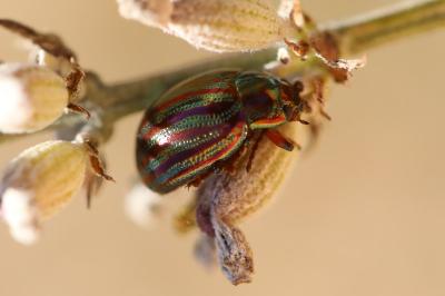 Chrysolina americana