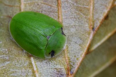 <i>Cassida viridis</i>