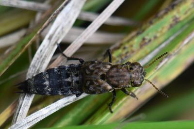 <i>Ontholestes murinus</i>