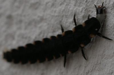 <i>Lampyris</i>