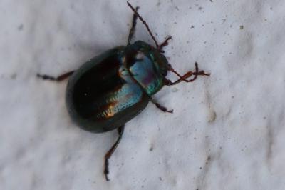 Chrysolina americana