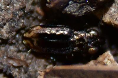 <i>Notiophilus quadripunctatus</i>