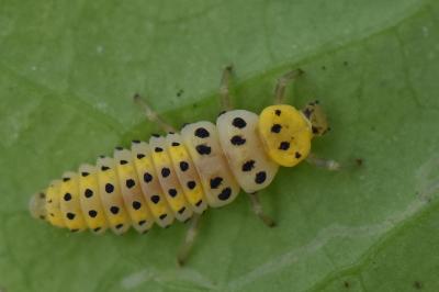 <i>Halyzia sedecimguttata</i>