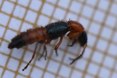 <i>Paederus</i>
