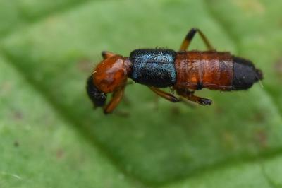 <i>Paederus</i>