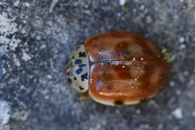 <i>Harmonia quadripunctata</i>