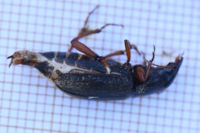 <i>Pseudoophonus rufipes</i>