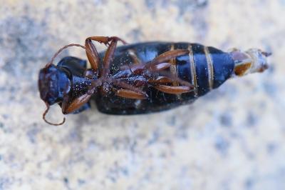<i>Pseudoophonus rufipes</i>