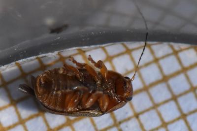 <i>Cryptocephalus pini</i>