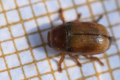 <i>Cryptocephalus pini</i>