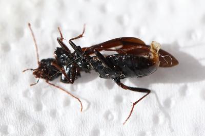 <i>Nebria salina</i>