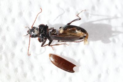 <i>Nebria salina</i>