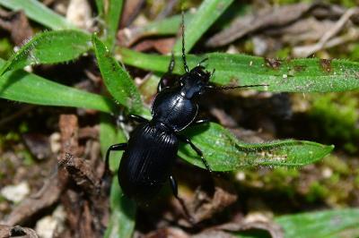 <i>Pterostichus madidus</i>
