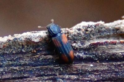 <i>Bitoma crenata</i>