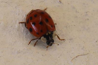 <i>Harmonia axyridis</i>