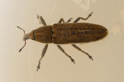<i>Lixus ochraceus</i>
