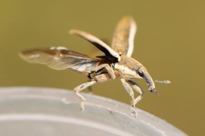 <i>Lixus ochraceus</i>