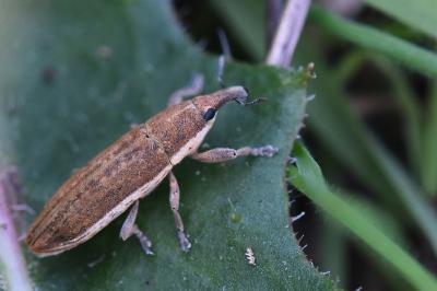 <i>Lixus ochraceus</i>