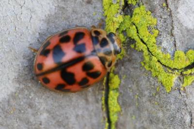 <i>Oenopia conglobata</i>