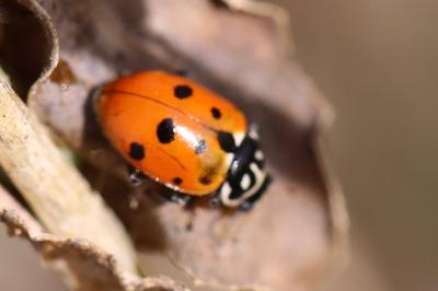 <i>Hippodamia variegata</i>