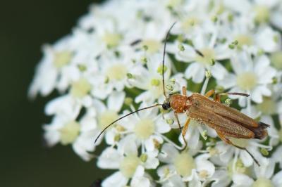 <i>Oedemera podagrariae</i>