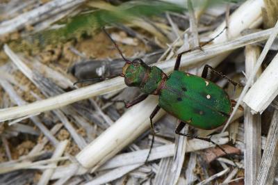 Cicindela campestris