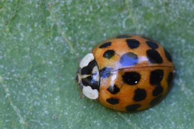 <i>Harmonia axyridis</i>