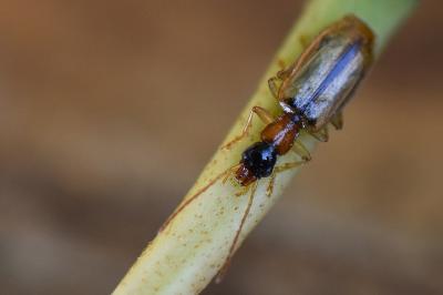 <i>Demetrias atricapillus</i>