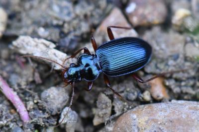 <i>Leistus spinibarbis</i>