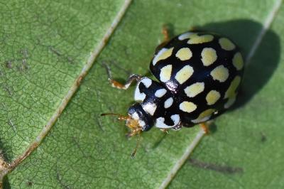 <i>Sospita vigintiguttata</i>