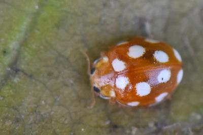 <i>Vibidia duodecimguttata</i>