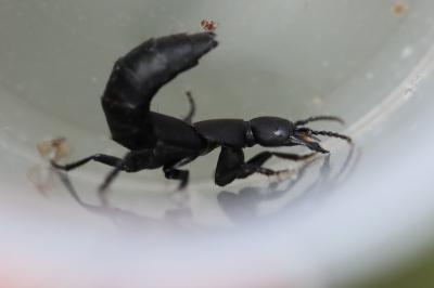 <i>Ocypus</i>
