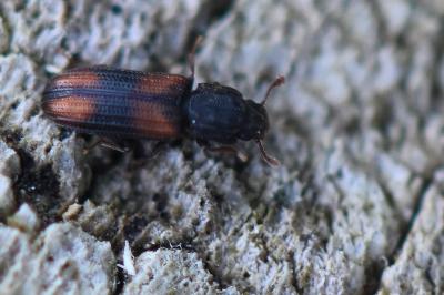 <i>Bitoma crenata</i>