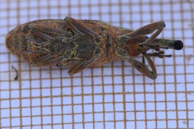 <i>Lixus pulverulentus</i>