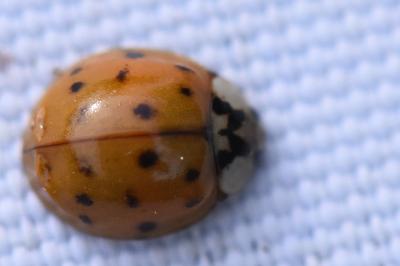 <i>Harmonia axyridis</i>