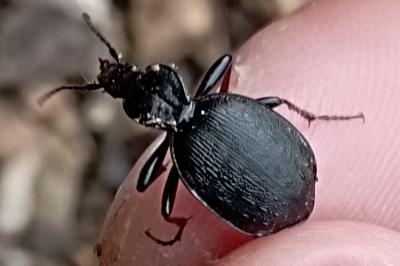 <i>Cychrus attenuatus</i>