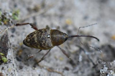 <i>Curculio glandium</i>
