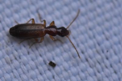 <i>Paradromius linearis</i>