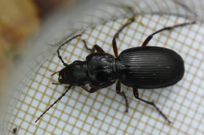 <i>Pterostichus madidus</i>