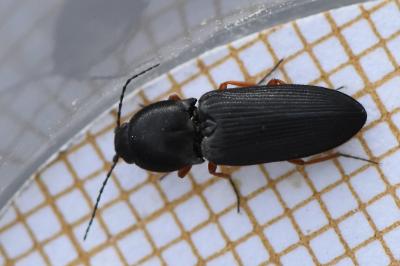 <i>Cardiophorus rufipes</i>
