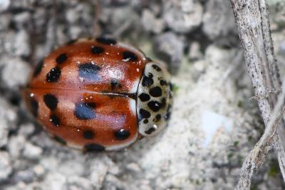 <i>Harmonia quadripunctata</i>