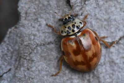 <i>Harmonia quadripunctata</i>