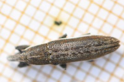 <i>Lixus ochraceus</i>