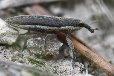 <i>Lixus ochraceus</i>