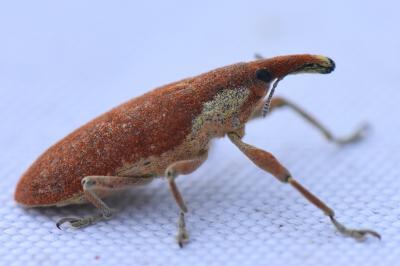 <i>Lixus pulverulentus</i>